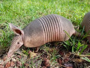 learning about the armadillo in our homeschool day