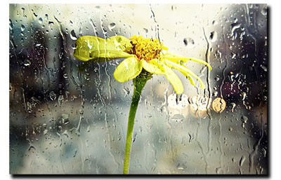 daisy in the rain