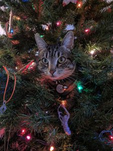 cat in Christmas tree